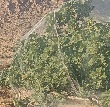 مرکز خرید و فروش انجیر خشک ایران + قیمت عالی